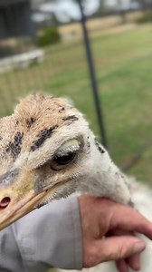 We still have a few spare male Ostrich chicks .. | Grampians 'Feathers n Things'