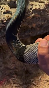 11K views · 100 reactions | Help the python shed its skin | Flowers | Facebook