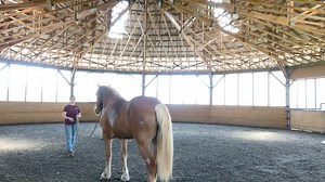 In our latest “Baby Steps” video you can see Grace working on moving her hind end in both directions, as well as responding to forward and backward pressure from in front. It is important when moving her hind end that she steps under with her “inside” hind leg, which means she is bringing it forward and towards her center of gravity. You can see that she still needs a little help getting in a position to allow this to happen. Grace is with us for training from NEER North and will be looking for 