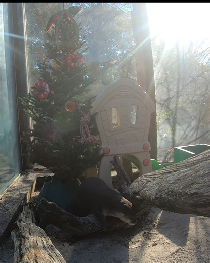 Enjoy a peek at the otters enjoying their tree! Happy Holidays! #LoveCMM #calvertmarinemuseum #otters #riverotter #estuarinebiology #Snacks #ChristmasTree #SolomonsMD #Fun #toocutetuesday | Calvert Marine Museum