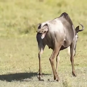 132K views · 467 reactions | Couple rescues a trapped fox and they become #loveyou #Florida #France #Arizona #Carolina #America #slingshot #slingshotride #slingshotr | Dewan Anmol Studio Movies & Mixing Point | Facebook