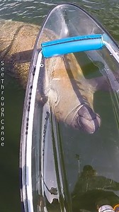 1.5M views · 40K reactions | Curious Manatee swimming up to my clear kayak and looking through it. It was also exploring the kayak with it’s hairy snoot. Their prehensile lips are designed to grab vegetation and push it into their mouth. #animals #nature #tbt #explore #viralvideo #Awesome #AmaZing #kayaking #boating #florida #wildlife #outdoors #clearkayak #stpete #manatee #manatees #strange #natgeo | See Through Canoe | Facebook