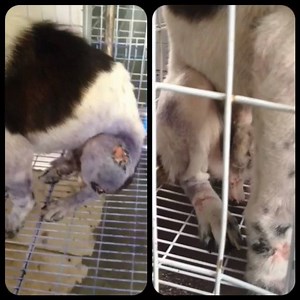 BEFORE - AFTER Stitches rescued on 11may2015. His legs was wounded with infected holes. He couldn't even sit properly due to the pain. He's Diagnosed with TVT. After 1month of treatment, he's 95% healed. He's ready for discharge. He's a sweet boy, anyone interested to ADOPT him or DONATE for medical fee kindly contact sos kuching admin. #soskuching #saveourstrays #adoptme #donateforme #savealife #rescueme | S.O.S SAVE Our Strays-Kuching