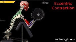 Isotonic, Isometric, Eccentric and Concentric Muscle Contractions on Make a GIF