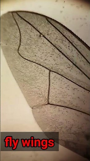 fly under the microscope😯 #science #microbiology #microscope