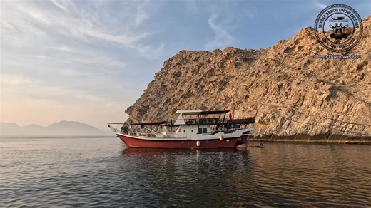 The most spectacular whale shark encounter! 🐳✨ 23.11.2024 #whaleshark #musandam #musandamdiving #weekendtrips #liveaboard #liveaboarddiving #dhow #divingholiday #travel #love #marinelife #marinelifematters | Sheesa Beach Dhow Cruises - Dive and Discover