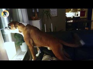WHO Is Out There?! Dog Growling And Protecting Family!