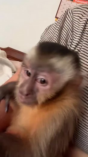 Monk  on Instagram: "#monkey #monkeys #monkeyface"