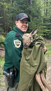 Warden and logger team up for unusual moose calf rescue in remote Maine woods