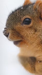 Can squirrel hibernation inform diabetes research?