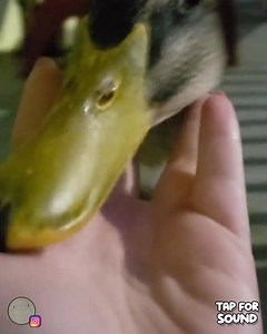 105 reactions · 29 shares | It's a wild whacky quacky 藍閭浪⠀⠀⠀⠀⠀⠀⠀⠀⠀ ⠀⠀⠀⠀⠀⠀⠀⠀⠀ IG @petrietheduck | Cute Duck Old Page | Facebook