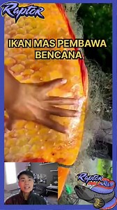 Ikan mas jumbo pembawa bencana di danau toba #ikanjumbo #ikanunik #ikanmonster #ikananeh #ikanpredator | RaptorFish