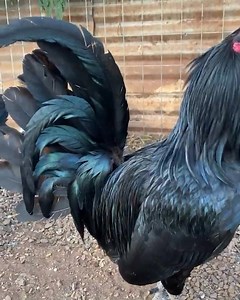 Beautiful Black - Gonsalves Farms 🐓👑🔥 No Fowl For ILLEGAL Purposes Video/Photo Content In This Farm Just For Breeding, Show and Preservation Purposes | Farms Storyy