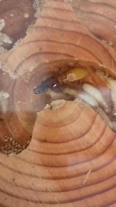 ခြနှာမောင်းရိုက်သံ မကြားဖူးတဲ့ မိတ်ဆွေတွေအတွက် #ခြ #ခြနှာမောင်းရိုက်သံ #termite #termiteclickingsound #pestcontrolservice | Green Pest Management - ခြနှင့်အထွေထွေပိုးမွှားနှိမ်နင်းခြင်းလုပ်ငန်း