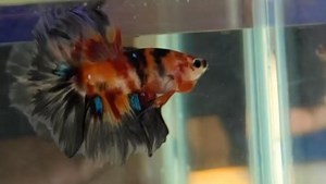 A snippet of what we sell on our sister site Chens Betta Fish coming to a listing soon #chensbetta #fishofinstagram #bettasplendans #fightingfish #bettacommunity #bettafish #bettafishforsale #bettafishforsaleuk #bettafishtank #bettafishofinstagram #bettafishaquarium #fishcommunity #fishlife #bettahobby #bettaholic #siamesefightingfish #fishkeeping #fishkeepinghobby #bettahm #siamesefightingfishofinstagram #flaringbetta #bettagram #bettact #ctbetta #bettahm #bettahmpk #bettactpk #bettacrowntail #