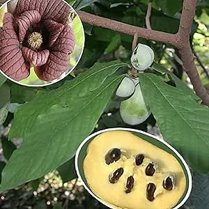 CHUXAY GARDEN 5 Seeds Asimina Triloba Seed,Pawpaw,Custard Apple,False Banana,Indian Banana Edible Sweet Fruit Non-GMO Tree Gardening