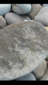 17K views · 199 reactions | A great cluster of shark vertebrae in a concretion - there might be teeth in there as well! | Mamlambo | Facebook
