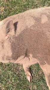 5.8K views · 247 reactions | Our muddy piggies keep it very demure, very mindful  #rossmillfarm #pigplacementnetwork #piglove #pig #pigs #cutepigs #animalrescue #buckscounty #buckscountypa #visitbuckscounty | Ross Mill Farm & Piggy Camp | Facebook