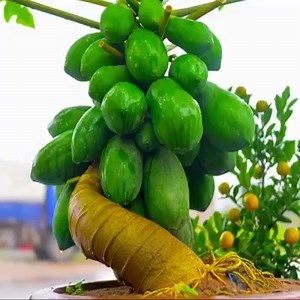 3.4K views · 55 reactions | How to Grow & Make Bonsai Papaya | All Natural | Facebook