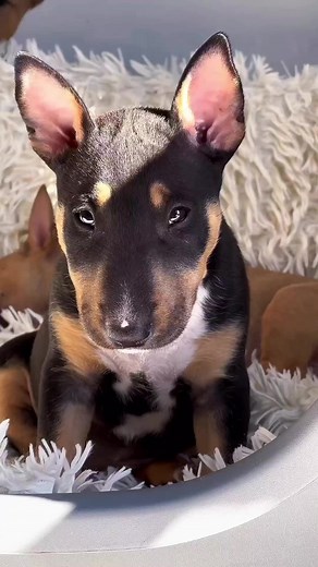 7.1K views · 443 reactions | #bullterrier #bullterrieringles #bull #bichosdomundo #caes #dog #love #lovepet #dogsofinstagram #petshop #dogstagram #cachorro #caesfofos #filhopet #filhotes #standardbullterrier | Bull Terrier / Paixão & Mania | Facebook