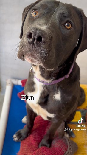 9.7K views | Who would you take home?! We have 93 adult dogs and 7 puppies available for adoption! Plus 16 dogs awaiting vet checks and 29 puppies in foster care 勞 We are FULL! If you’ve got a doggy shaped whole in your heart and you’re 100% ready to take on the responsibility of a furry friend - visit us this weekend. Our team are here to match you with your best mate!  #adoptdontshop #rescueisthebestbreed | Dogs' Refuge Home WA INC | Facebook