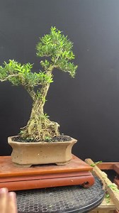 Bonsai Boxwood Small Size Real Picture Buxus Harlandi Bonsai - Etsy Canada
