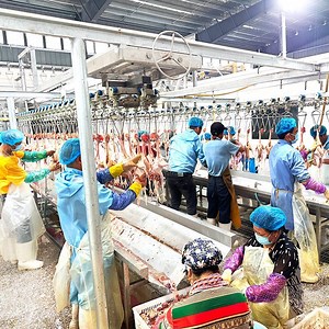 [Hot Item] Chicken Poultry Broiler Slaughtering Equipment Chicken and Duck Slaughtering Robot