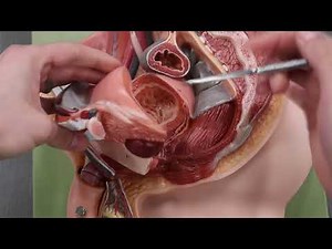 Somso Models - Male Reproductive System Cross-Section