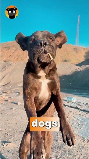 Why Dogs Hump Your Leg (It’s Not What You Think! 🐕😳)