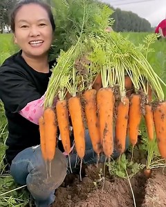 It's harvesting o'clock 🍅🥔 | Bee Inspired