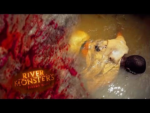 Goliath Tigerfish Latches Onto Man's Throat | HORROR STORY | River Monsters
