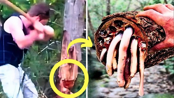 Neighbor cuts down a tree and makes a disturbing discovery inside