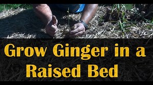 How to grow ginger in raised beds: Step-by-step guide for home gardeners