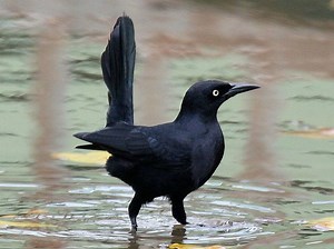 Greater Antillean grackle - Alchetron, the free social encyclopedia