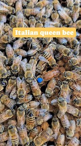 11K views · 197 reactions | Italian Honey Bees are known to be gentle...