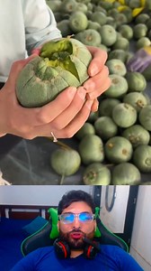 saca cosechas de melon cucumis melo #cosecha #cultivo #tendencia #viralpost | Los Caballeros reaccion