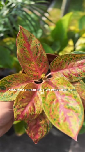 Den banyak dah buat experimen antara yang paling senang transfer masuk leca tanpa banyak songeh adalah aglonema. Give it a try okay aglonema dengan leca. #plantlover #plantlovers #gardening #indoorplants #leca | CUB.malaysia