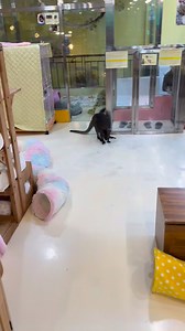 Un bar de animales en Corea porque la gente no tiene tiempo o lugar para mascotas en su casa | Marley