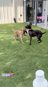 38 reactions · 5 comments | New playmates and #galpals KIMMY (tan)...