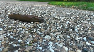 Slug, Snail, Gastropod. Free Stock Video