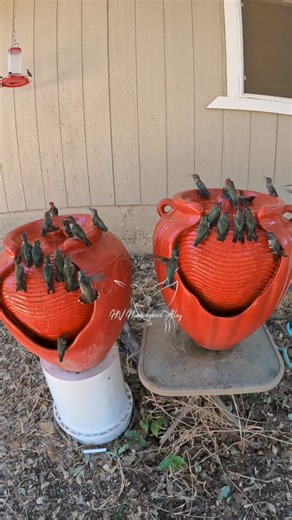331K views · 10K reactions | #hummingbird #hummingbirds #hummingbirdsofcalifornia | HV Hummingbird Alley | Facebook