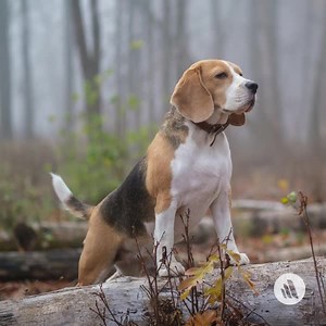 175 reactions · 32 shares | Diabetes mellitus is a common endocrine disease in dogs and cats. In dogs, females are affected twice as often as males, and incidence appears to be increased in certain small breeds, but any breed can be affected. In honor of Pet Diabetes Awareness Month, refresh your knowledge: https://mrkmnls.co/3tj8wkY | The Merck Veterinary Manual | Facebook