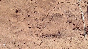 This Common Lesser Earless Lizard (Holbrookia maculata) entered one of our live traps yesterday, and after we weighed, measured, and released it, it quickly "dug-in"; a heat and predator-avoidance behavior (ab). | Petrified Forest National Park