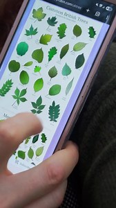 Tree Leaf Identification Enamel Pin Badge With NFC Digital Guide - Etsy UK