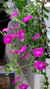 Petunia flowers | My Beautiful Garden