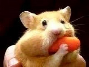 Hamster Dance REMIX | Hampster Dance