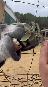 Beautiful donkey 🫏❤️ | Pau Masó