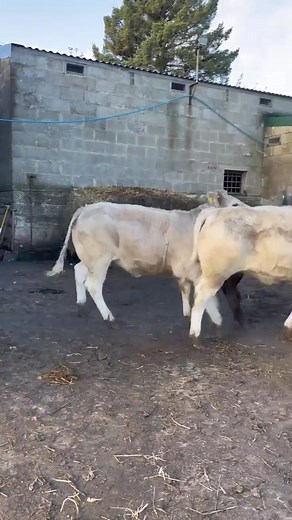 💥Cattle heading to Thirsk tomorrow from K Smith. Strong run of 7/8 months Blondes 🗓️Tuesday 18th November 2025 ⏰Sale to commence at 1pm | Thirsk Farmers Auction Mart & Rural Business Centre