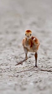 45K views · 1.4K reactions | Found some baby dinosaurs the other day....