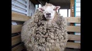 19K views · 175 reactions | Shrek the Beast.. #sheepshearer #sheepshearing | Shearing Industry Culture | Facebook